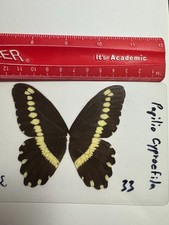 UAP 33 A+/A  Papilio cyproefila   GOING OUT OF BUSINESS