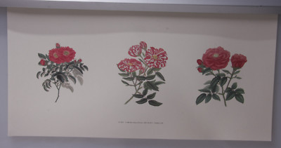 Red Pink Flowers Roses 3 Groups Thorns 9x18'' 2002 Selavy Print USA NEW