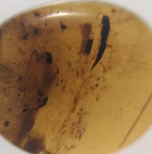 100 MILL. YEARS OLD BURMITE AMBER WITH UNKNOWN INSECT (ABR11/37)