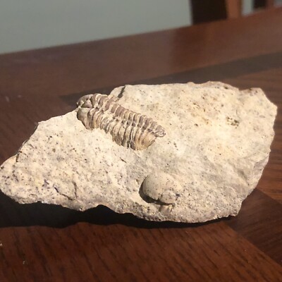 Sphaerexochus Trilobite Fine Museum Quality Multiple Rare Fossil Illinois