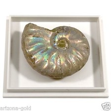 Ammonite Cleoniceras Cretaceous Era Fossil 110+ Million Year Old FREE USA SHIP!