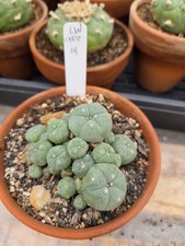 Rare, Old, Seed Grown, Cactus Cluster  3+ Inch Diameter, Plant #14