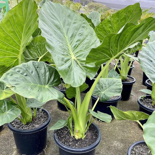 BORNEO GIANT REGULAR ELEPHANT EAR TARO ALOCASIA MACRORRHIZA LIVE ROOTES