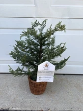 My Texas House 2FT Pre-Lit Cypress Pot Artificial Christmas Tree 2 Foot  LED NEW