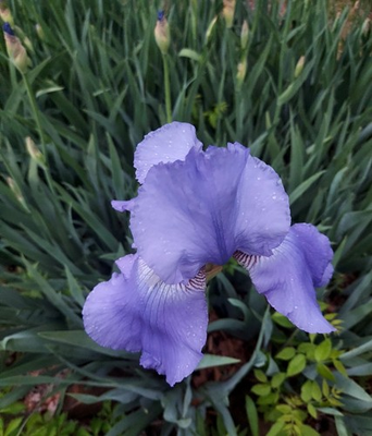 #ad #ad 12 Iris Rhizomes Baby Blue and or Dark Blue FREE SHIPPING $18.00
