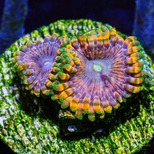 Fairy Fart Zoanthid (Aquacultured) - Live Coral Frag