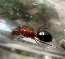 Camponotus Floridianus Ant Queen