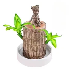 Brazilian Wood Plant Water Raise Mini Brazil Lucky Wood Potted Tree Indoor Decor