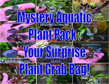 Mystery Aquatic Plant Pack: Your Surprise Plant Grab Bag Aquarium Plants Plant B