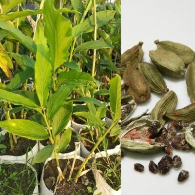 CARDAMOM Ceylon Green Cardamom Pods Natural Organic & High Premium Quality 75 - Image 1 of 4