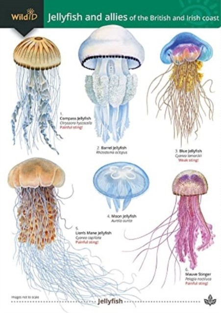 Jellyfish And Allies - Image 2
