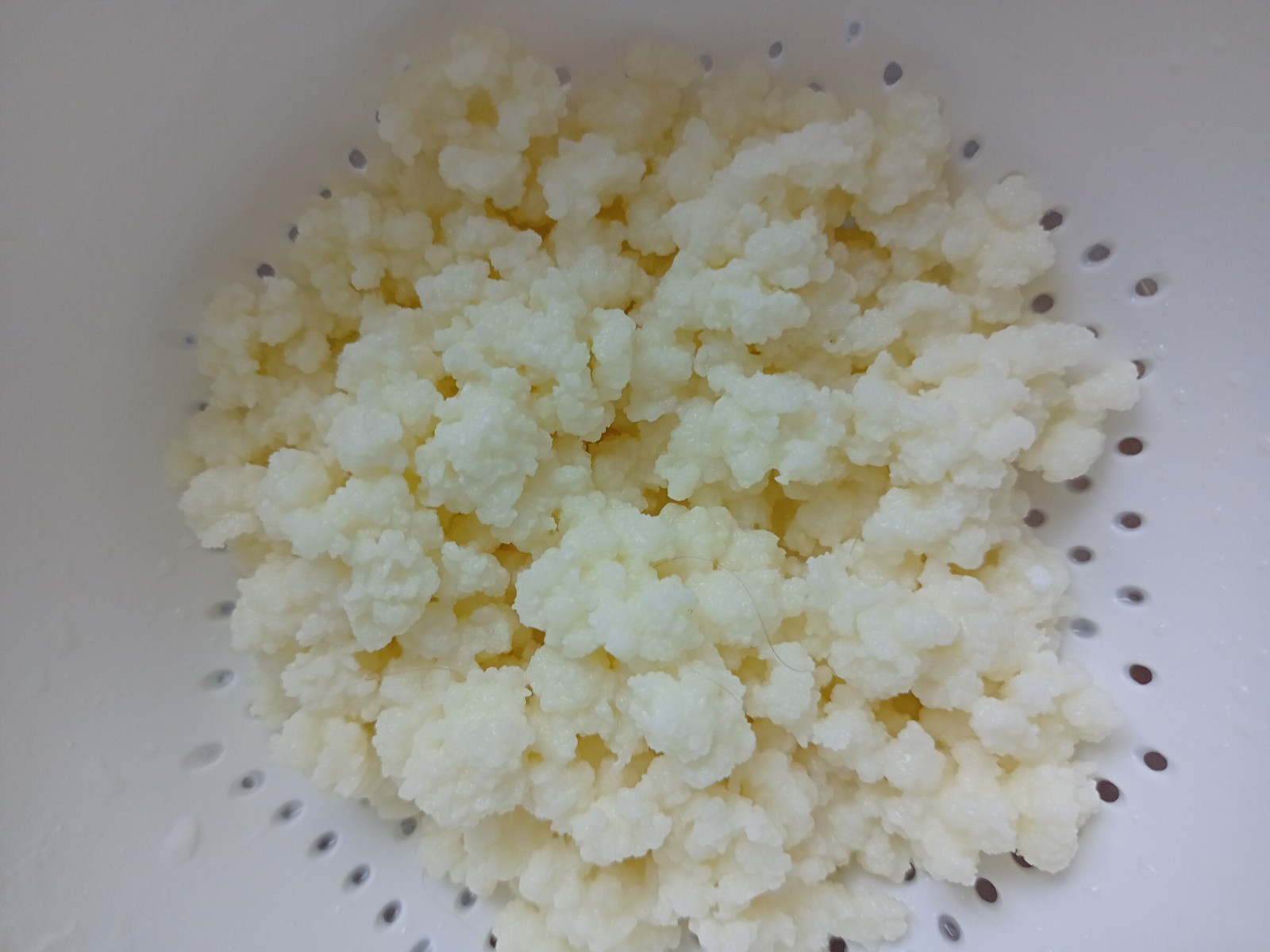 Milchkefir, 1 Teelöffel voll, Kefirknollen, Tibetanischer Pilz, Kefir, Kefirpilz