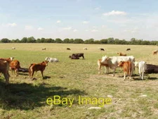 Photo 6x4 Cattle near Waldridge Manor Owlswick Separate pasture fields ne c2005
