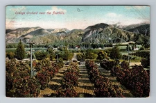 CA-California, Orange Orchard Near The Foothills, Vintage Postcard