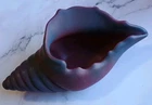 Vintage Van Briggles Mulberry Blue Conch Shell Pottery Vase Signed 8.5" Planter