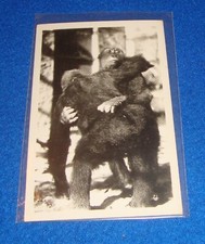 Vintage Gorilla Postcard