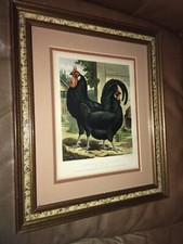 Framed Print Pair Black Minorca La Flèche Hen Rooster 1st Prize 1871