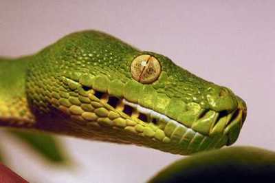 789012 Green Tree Python Up Close A4 Fotodruck