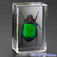 Insect En Résine Spécimen Presse-Papier Spider Beetle Scorpion Collection École