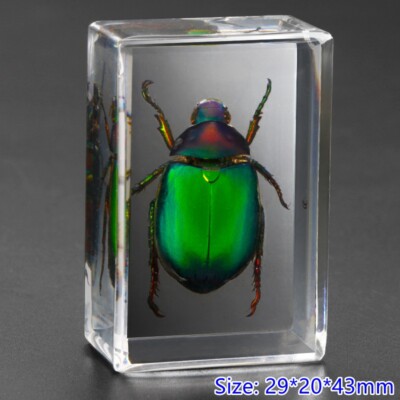 Resin Insect Copy Paper Clip Spider Beetle Scorpio School Collection