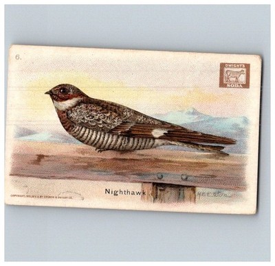 DWIGHT COW BRAND 1915 USEFUL BIRDS OF AMERICA CARD #6 NIGHTHAWK DS 1200