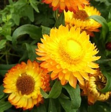 100 Golden Yellow Strawflower Seeds for Planting  Made in USA, Ships from Iowa