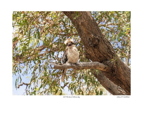 2023 The Master Collection Limited Edition Photo Prints by Aussie Neville Hiatt - Picture 7 of 14