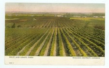 NIAGARA DISTRICT, CANADA-FRUIT AND GRAPE FARM- PM1909-(FARM-78)