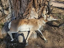 Lifesize Pronghorn Mount