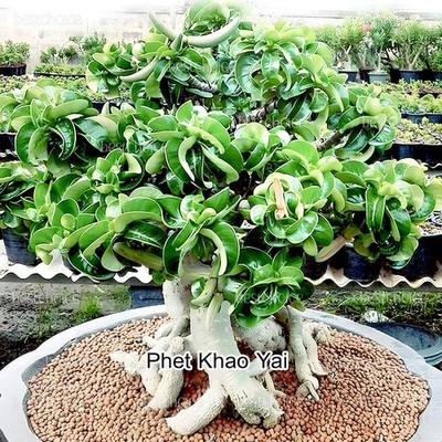 Phet-Khao-Yai Dorset Horn Adenium Arabicum Wavy leaves, Desert Rose Newseeds