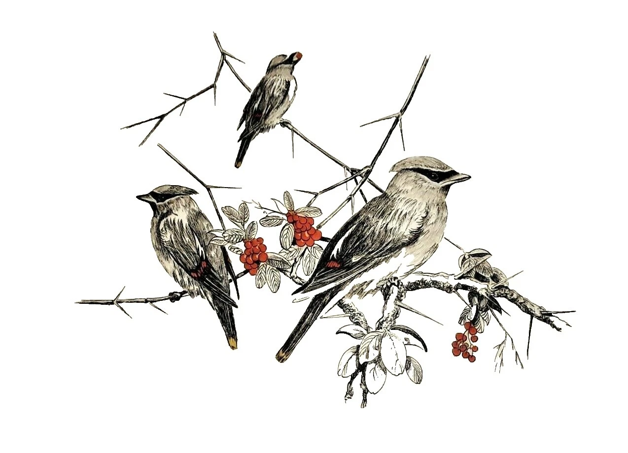 Realismo Pájaros Arte dibujos