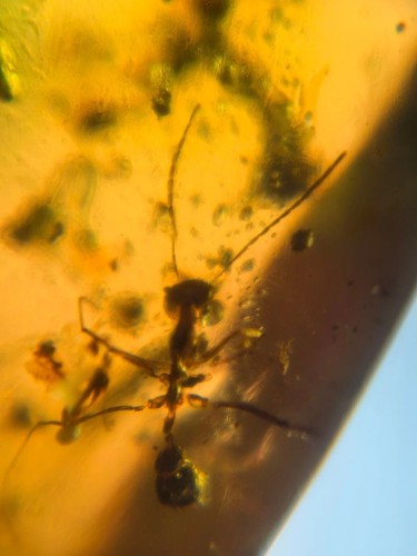extinct Sphecomyrma ant Burmite Myanmar Burma Amber insect fossil dinosaur age