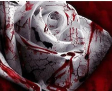 RARE RED BLOOD ROSE FLOWER Bush plant 10 SEEDS - Combined Shipping USA seller 