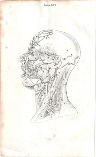 Original outline lithograph, approx. 1850. Anatomical Board. Head and neck. Softh - Picture 1 of 3