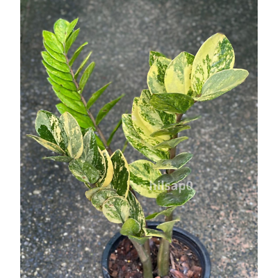 roteiche saatgut Bio Saatgut Rote Beete 'Gesche SG'  keep it grn