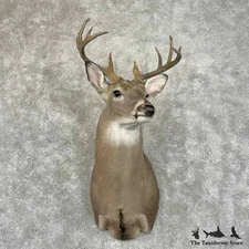 #31495 P | Whitetail Deer Taxidermy Shoulder Mount For Sale