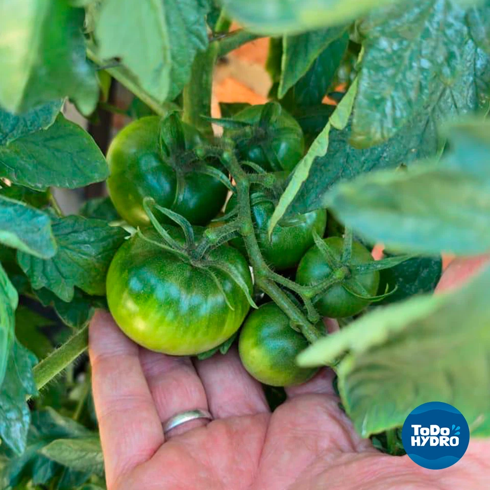 Grow Pot Original 5gal x4 DWC Hydro Bucket Kit with Air Pump, Nutrients & More - Image 4 of 4