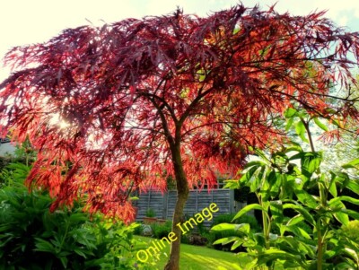 Photo 6x4 Acer palmatum Bromsash Backlit by May evening sunshine; this pl c2013