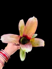 Billbergia ‘Simpatico’ — Rare Hybrid Bromeliad  - Large Offset