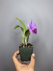 NEW! Unreleased 2027 Cattleya (L. Praestans x Sc. Lana Coryell) SVO 11383 — photo 6