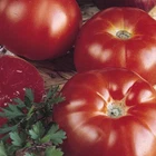 Tomato Raf Marmande 300 Seeds - Fresh Seeds Garden Garden Garden