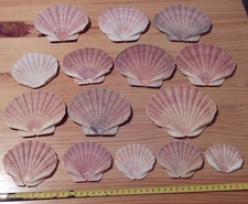 Concha - 15 Conchas - 15 Shell - Shell -…