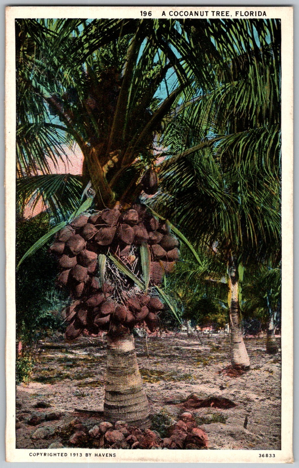 Antique Postcard Cocoanut Tree Grove Florida, US 1910s