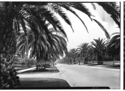 View of a palm tree lined road California Old Photo