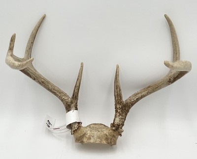 Deer Antlers Partial Skull Cap - 7 Point - #9