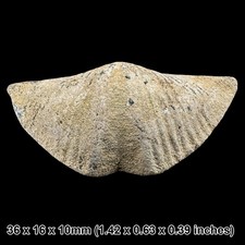 Winged brachiopod fossil (mucrospirifer thedfordensis) - middle devonian,