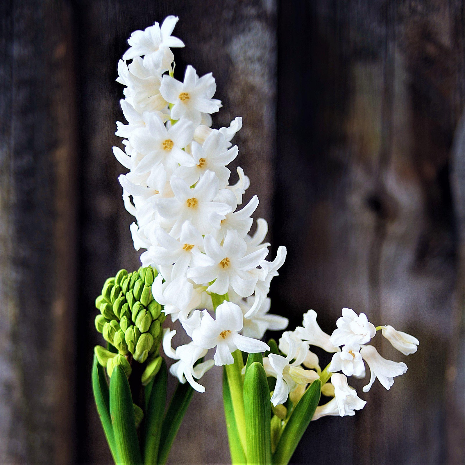 Easy to Grow Hyacinth White Pearl 10 Plant Bulbs, Spring Flowers Zones 4-8