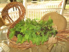 Resurrection ferns- cheapest price for t he most ferns- 2 orders each 9"by 12"