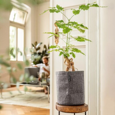 mature pothos plant Epipremnum aureum