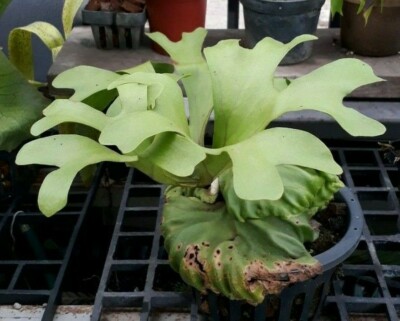 Staghorn Fern Platycerium Ridleyi Wide Form 00 3000 Spore Free Certificate Ebay